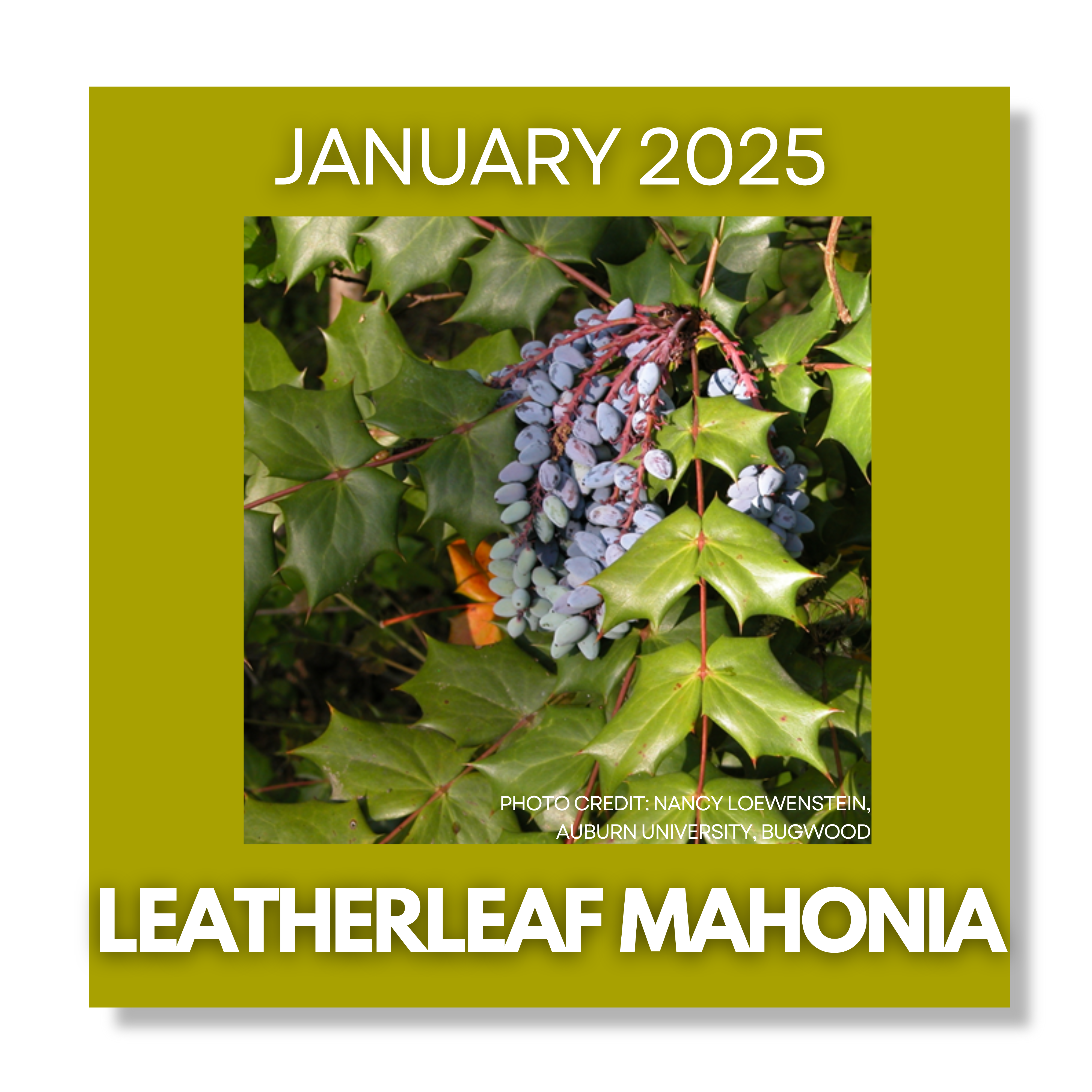 Click Here for Invasive of the Month January 2025 Leatherleaf Mahonia