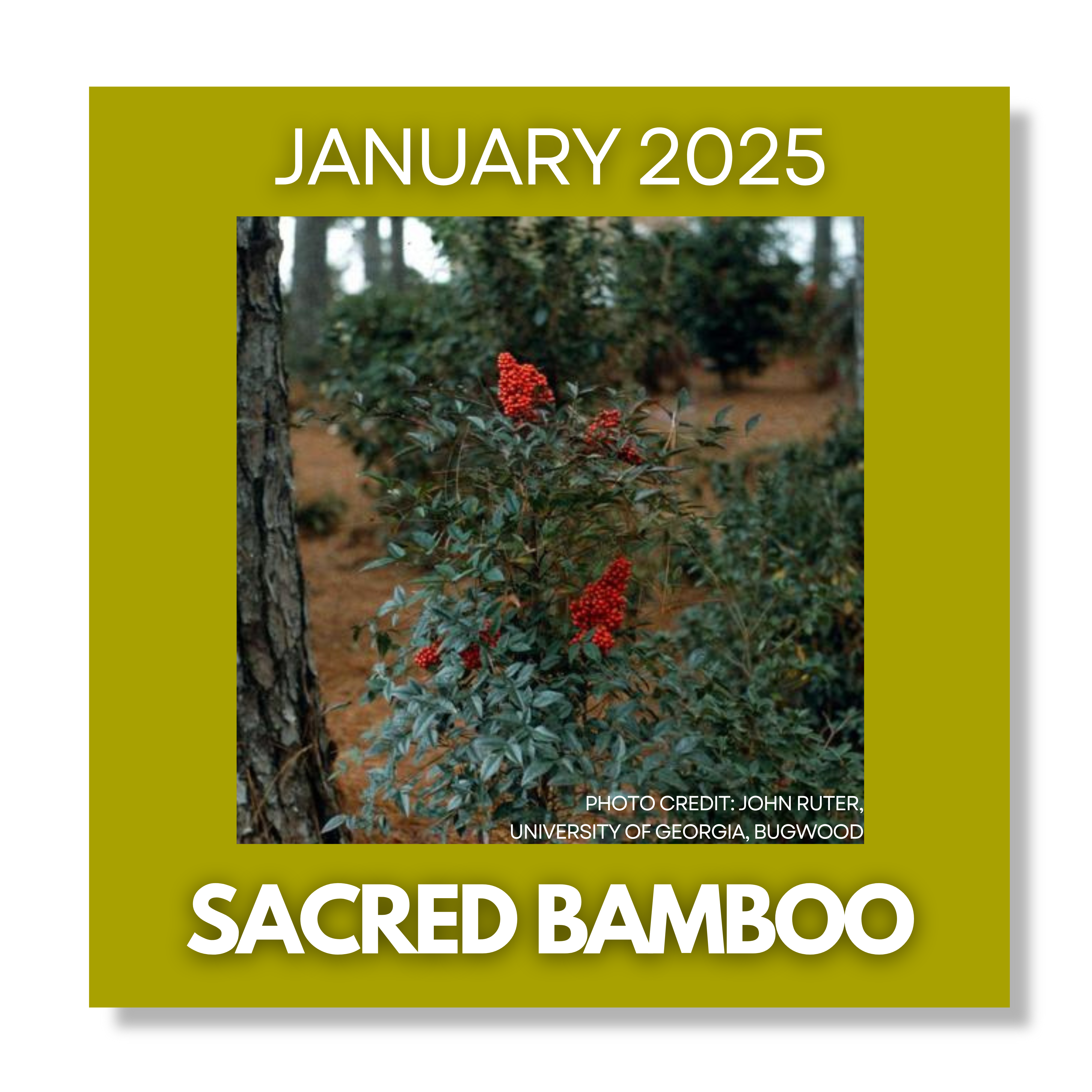 Click Here for Invasive of the Month January 2025 Sacred Bamboo