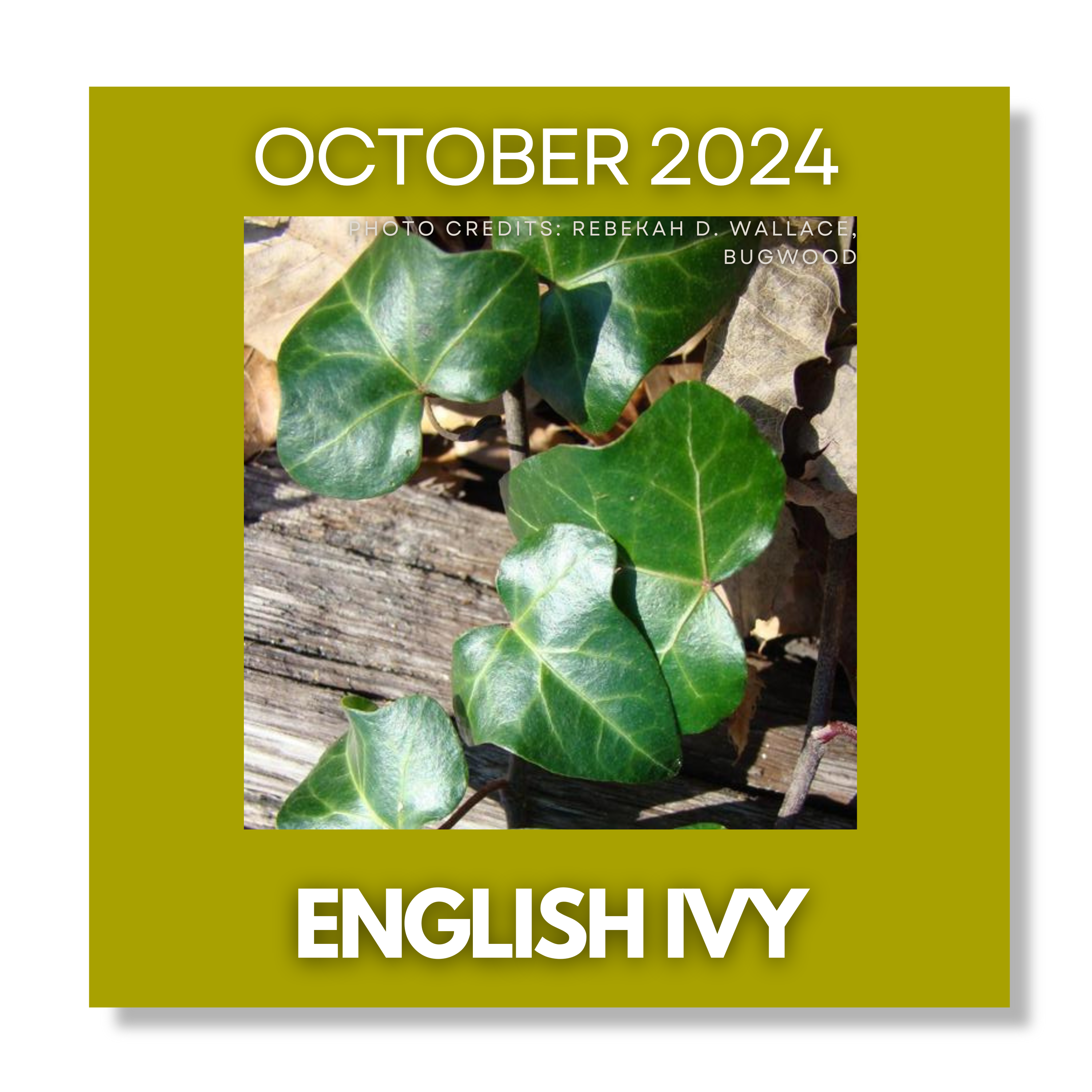 Click Here for Invasive of the Month October 2024 English Ivy