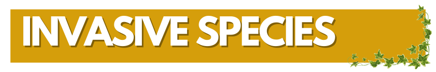Invasive Species Title