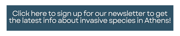 Click here to sign up for our newsletter to get the latest info about invasive species in Athens!
