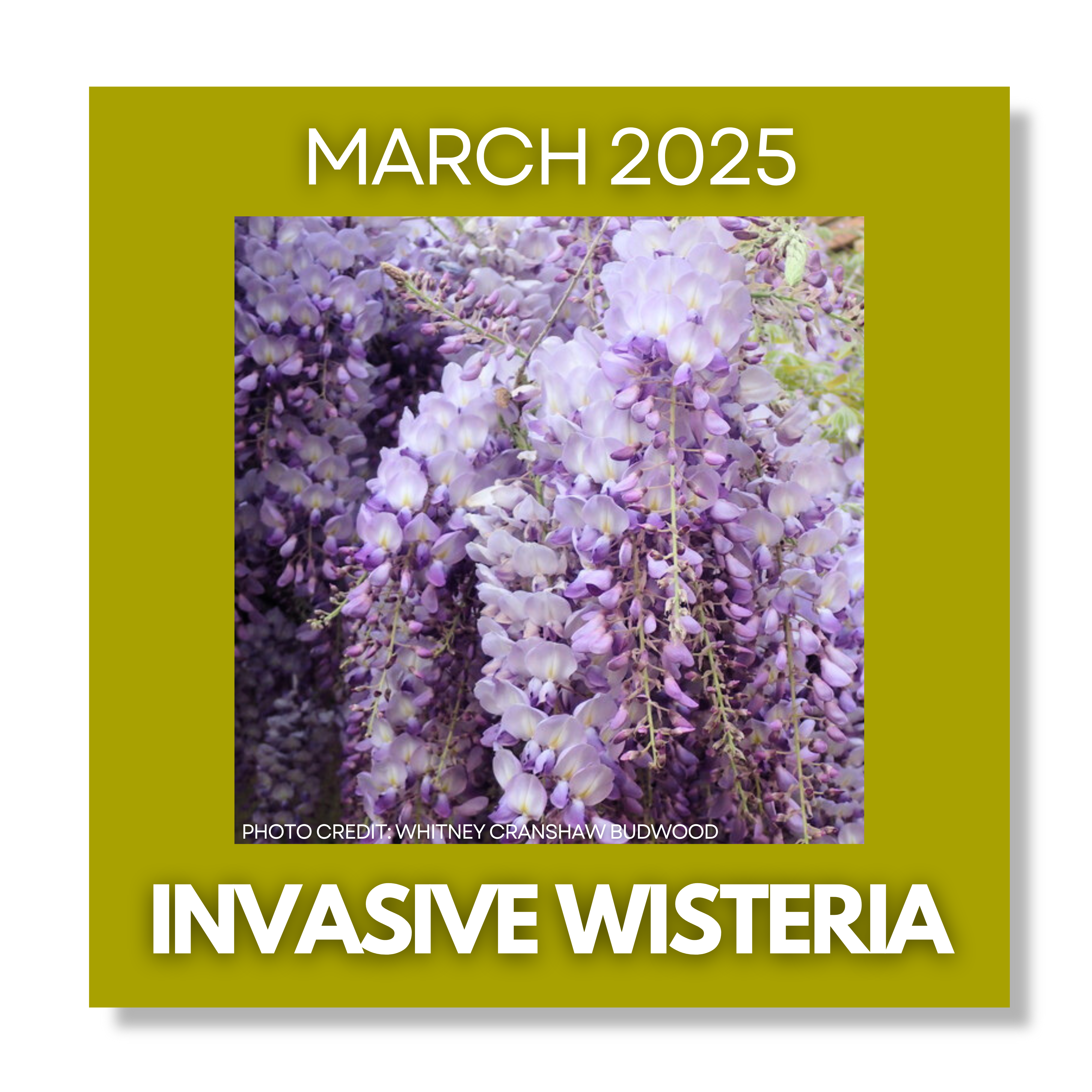 March 2025 Invasive of the Month Wisteria
