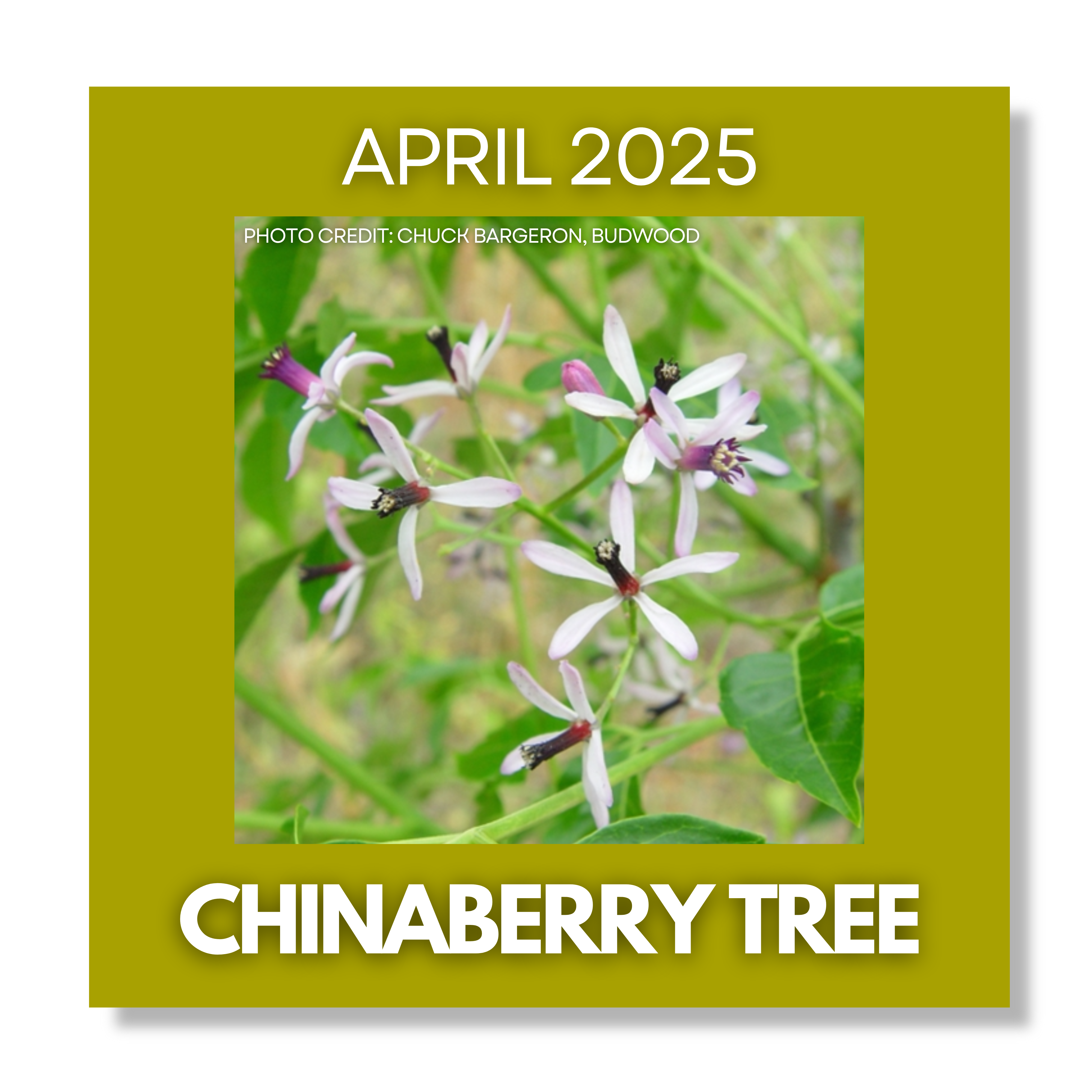 Chinaberry Article BUTTON