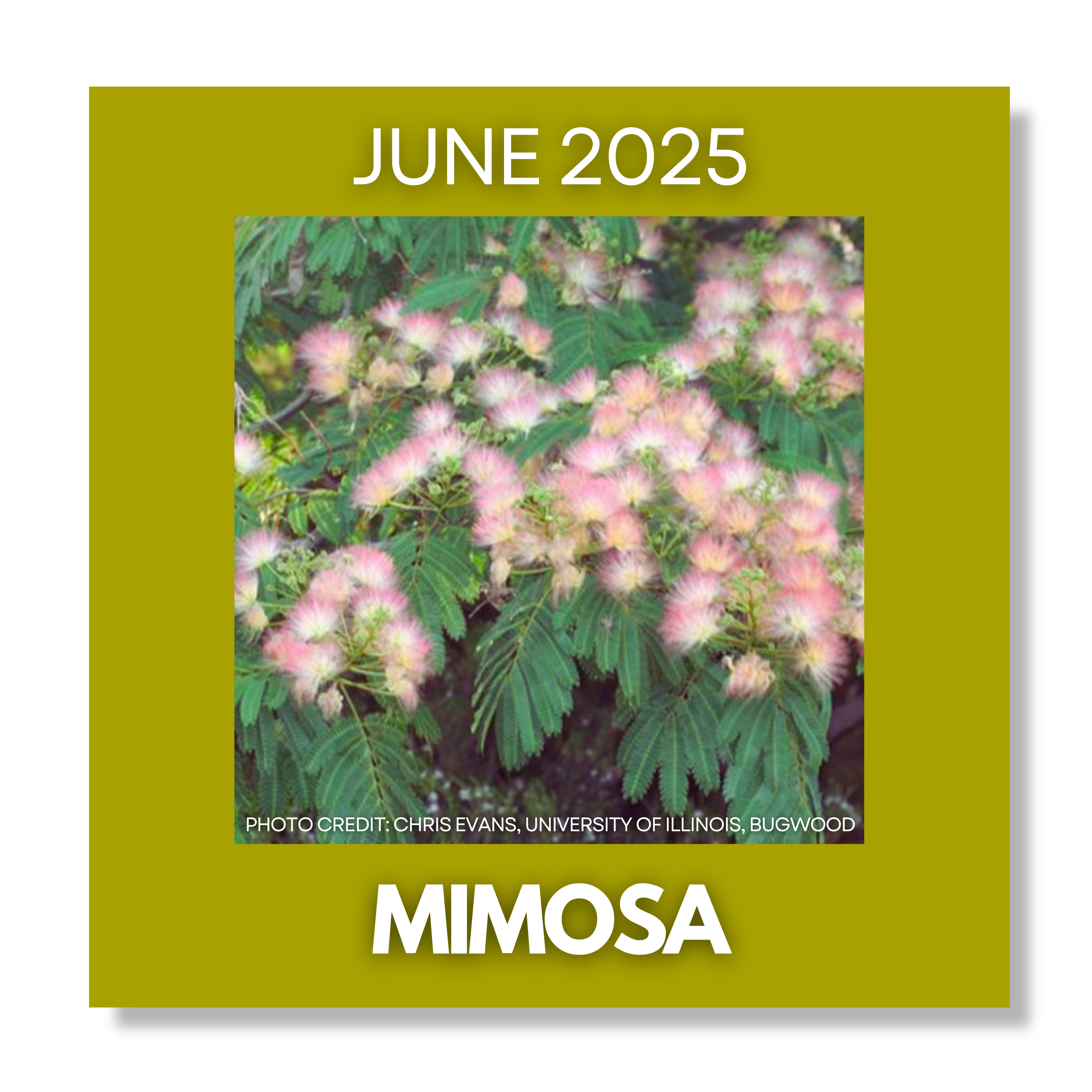 Invasive of the Month Mimosa Button