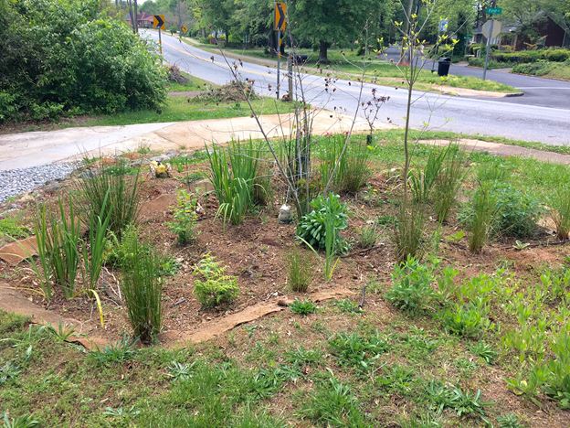 2016 Stormwater Steward Individual 3