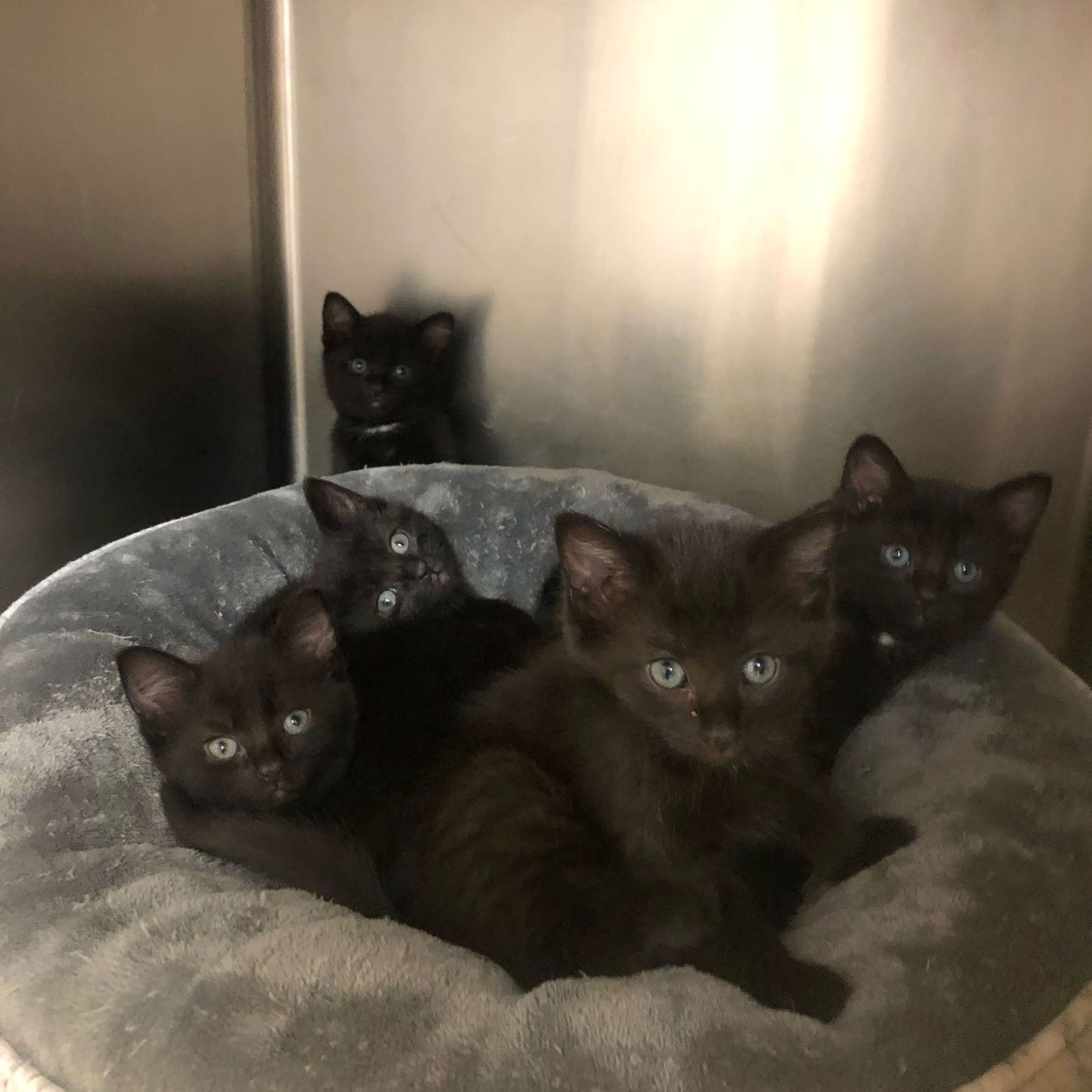 Litter of Black Kittens