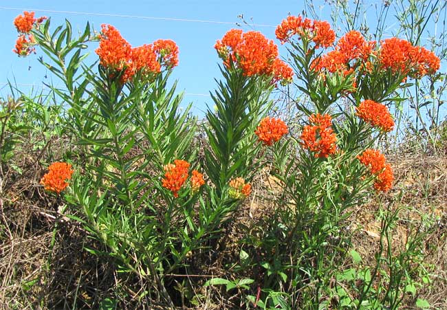 A photo of an orange milkweed plant
