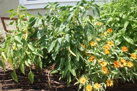 flowers and peppers